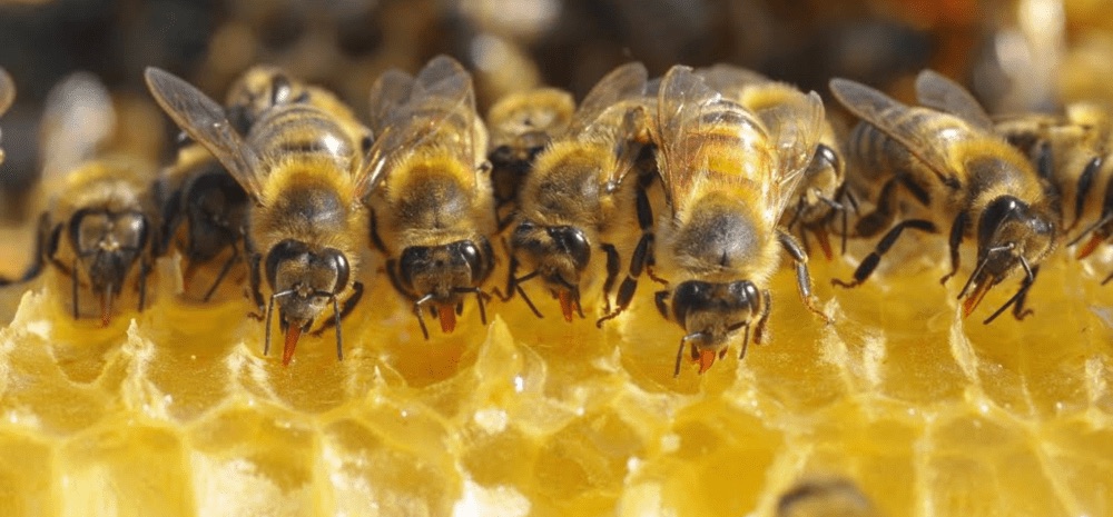 Bee Buddies: Create Your Own Bee-Friendly Seed Bombs