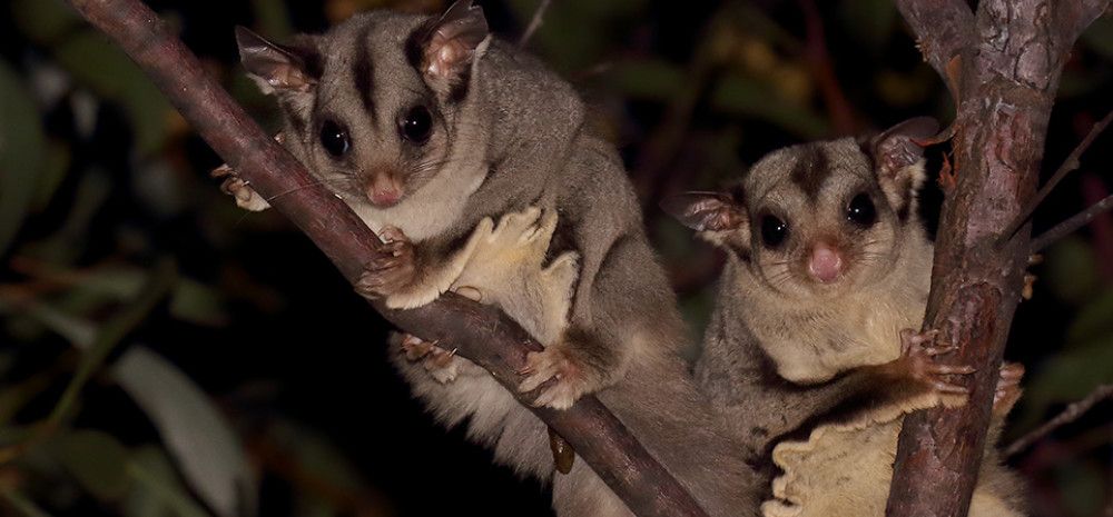 Family Night Walk at Alex Wilkie Nature Reserve
