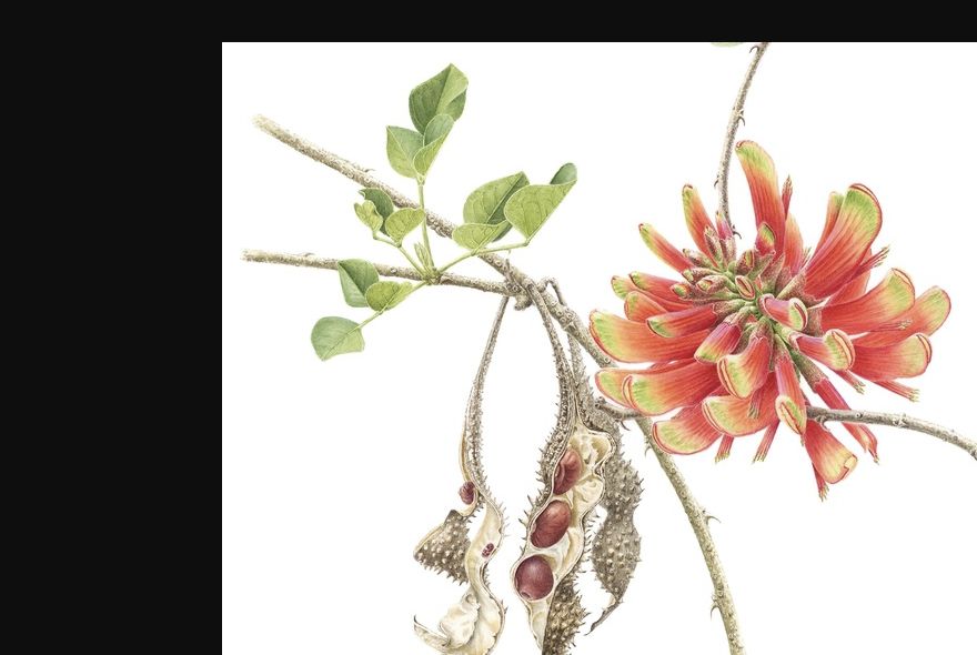 The Art of Botanical Illustration